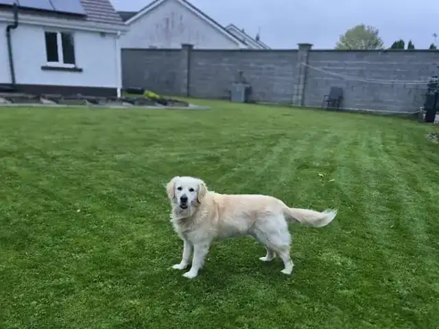 Freshly cut striped lawn in a back garden with a golden retriever